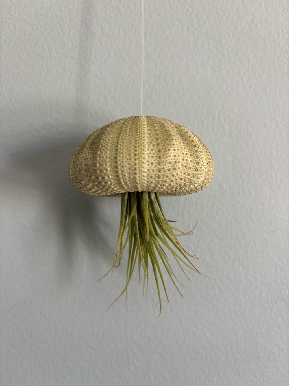 Hanging Sea Urchin Air Plant Holder -Pale Green *includes air plant